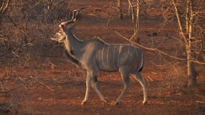 Airguns, Arrows and African Nyala thumbnail