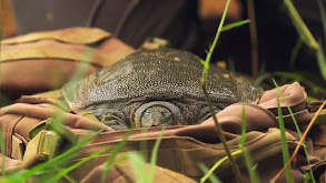 The Hidden Turtle of Vietnam thumbnail