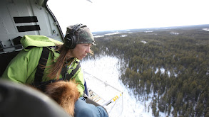 Flying Caribou thumbnail