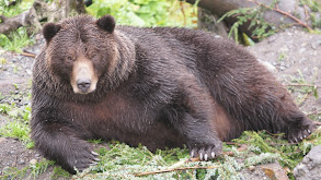 Bears on a Plane thumbnail