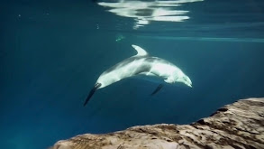 The Shedd Aquarium; Beluga Whales Session, Hospital thumbnail