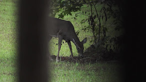 Georgia Whitetails thumbnail