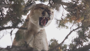 Mountain Lion thumbnail