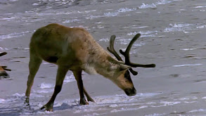 Denali, Alaska's Great Wilderness thumbnail