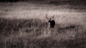 Headhunting Louisiana, Part 2 thumbnail