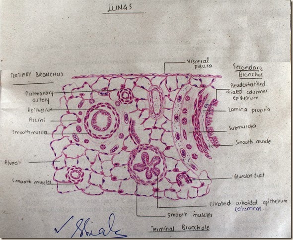 Histology Slides Database: January 2014