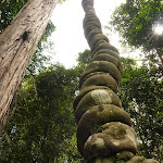 Attractive epiphyte vines near Abbotts Falls (321296)