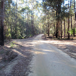 Palmers Rd in the Watagans (65051)