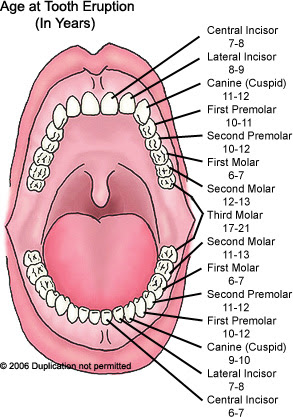 Dental anatomy