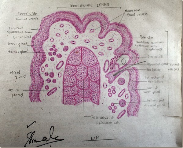 Histology Slides Database: January 2014