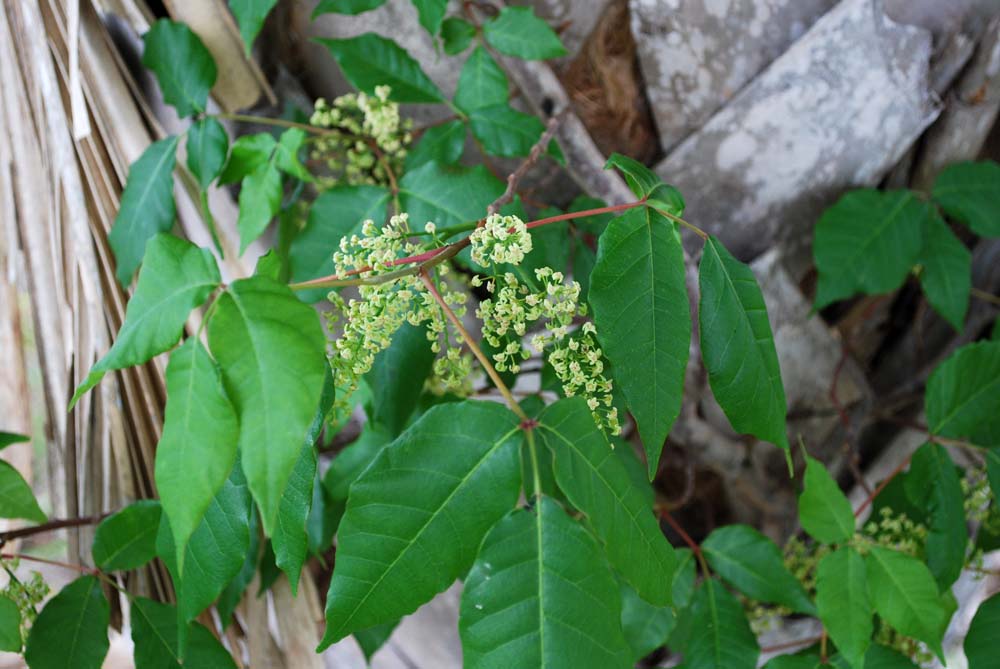 Space Coast Wildflowers: Pelican Island, March 4, 2011