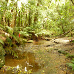 Dora Creek above Abbotts Falls in the Watagans (321341)