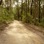 Road to Turpentines campsite in the Watagans (322082)