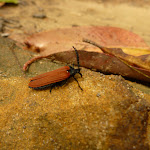 Insect on German Point Rd in the Watagans (321626)