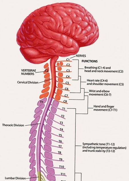 Multiple Sclerosis Research: Thoracic spinal lesions predicted by ...