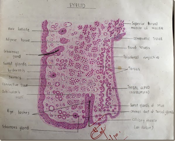 Histology Slides Database: Eyelid high resolution histology diagram