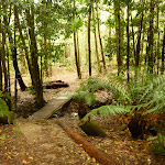 Timber bridge in the Watagans (320642)