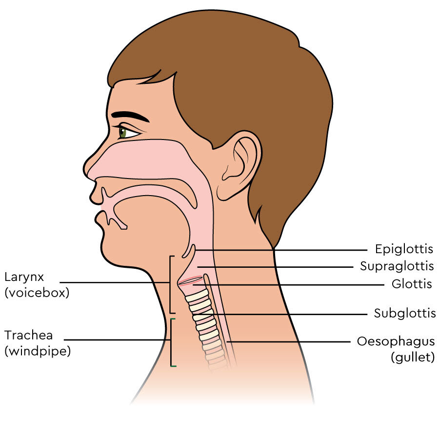 Biology 11: Topic 21: The Respiratory System