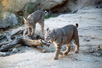 Two bobcats, one walking on sand and tree branch