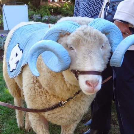 Male bighorn sheep with horns painted blue to resemble UNC's Ram mascot, Rameses.