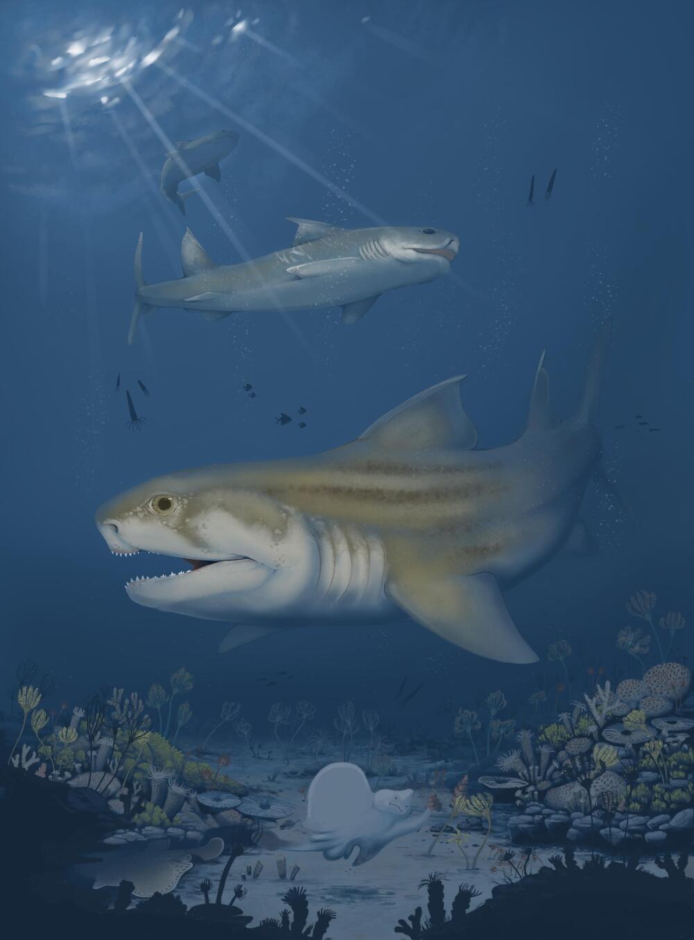 Paleontologists Discover Two New Shark Species From Fossils in Mammoth ...