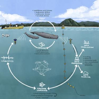 Toward understanding the communication in sperm whales