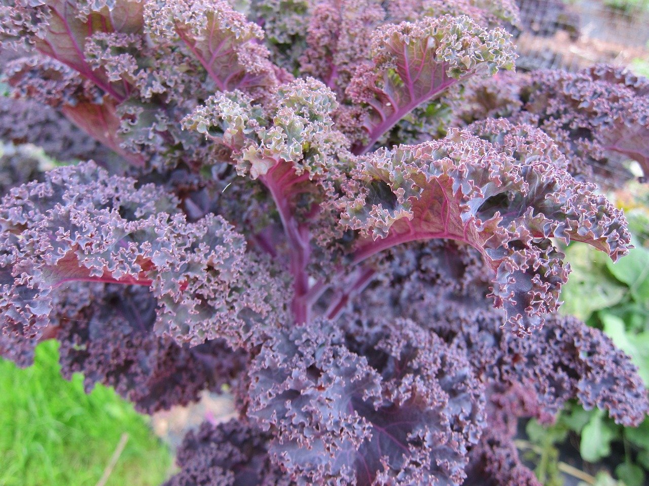 kale cavolo nero