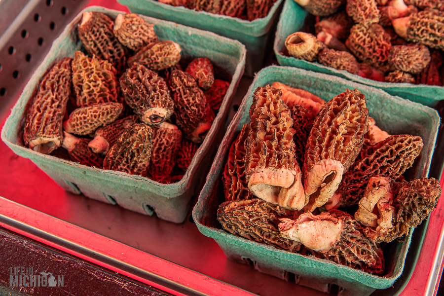 National-Morel-Mushroom-Fest-2023-8