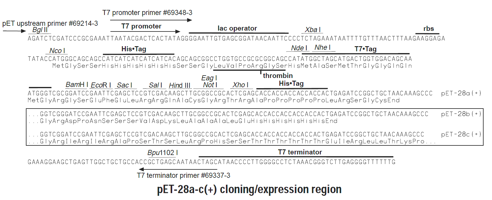 PET28a-EGFP Plasmid,pET28a-EGFP,pET28a-EGFP, 55% OFF