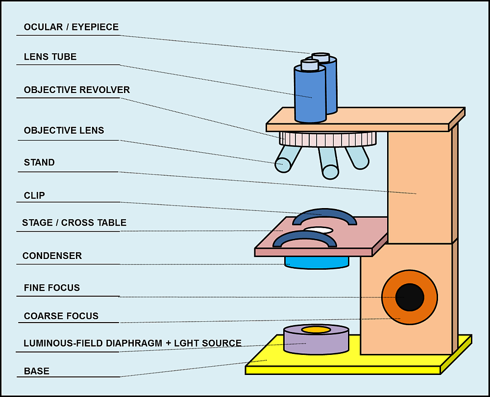 Simple Compound Microscope Parts And Functions