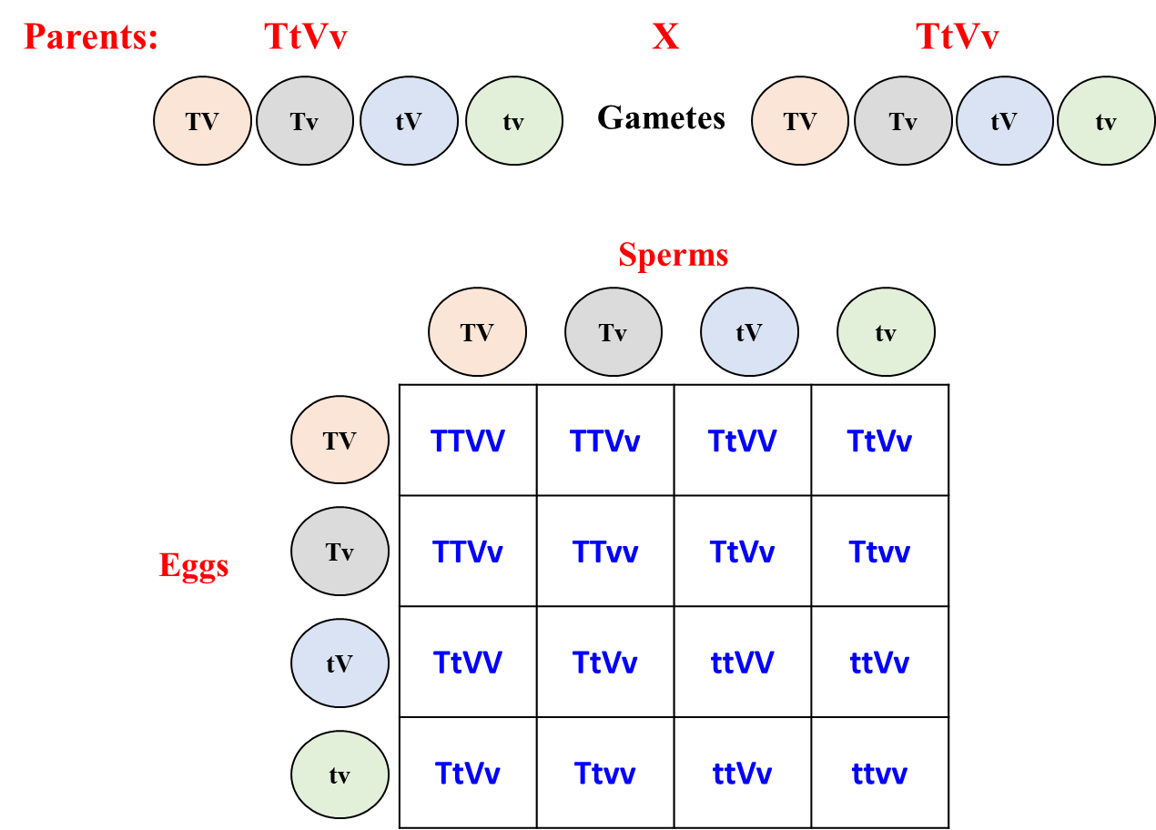 Punnett Square Probability Practice Problems | Channels for Pearson+