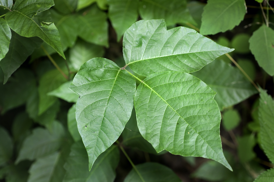 Is All Ivy Poisonous