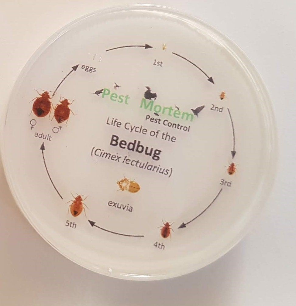 Pest Mortem Bed Bug