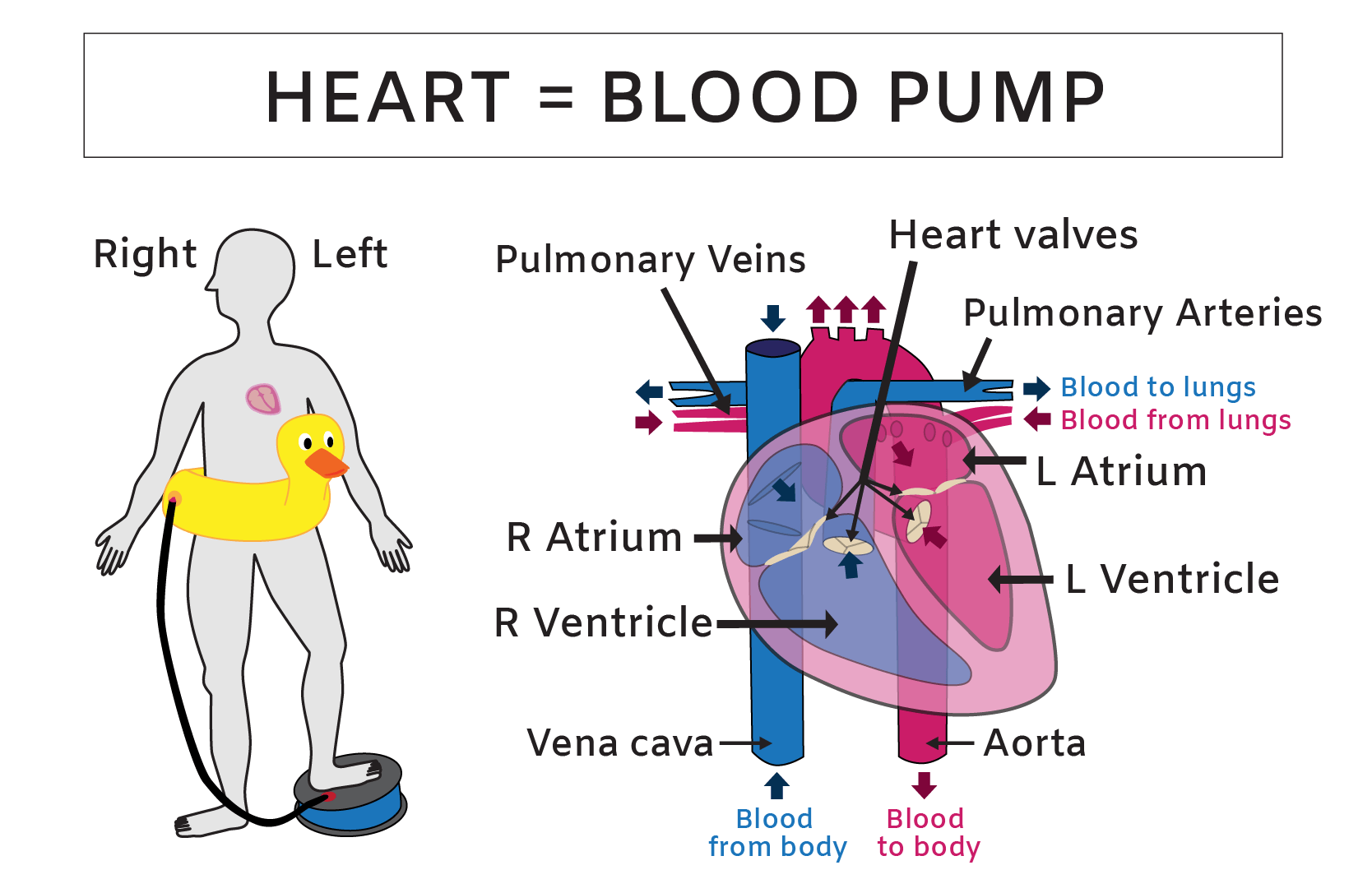 Parts Of The Heart And Their Functions