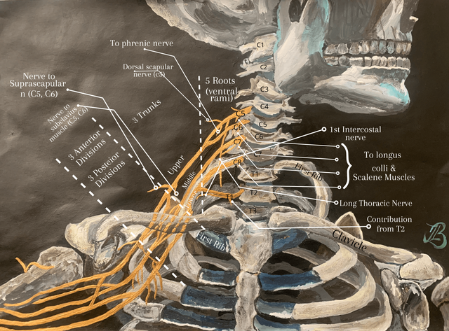 Long Thoracic Nerve Diagram