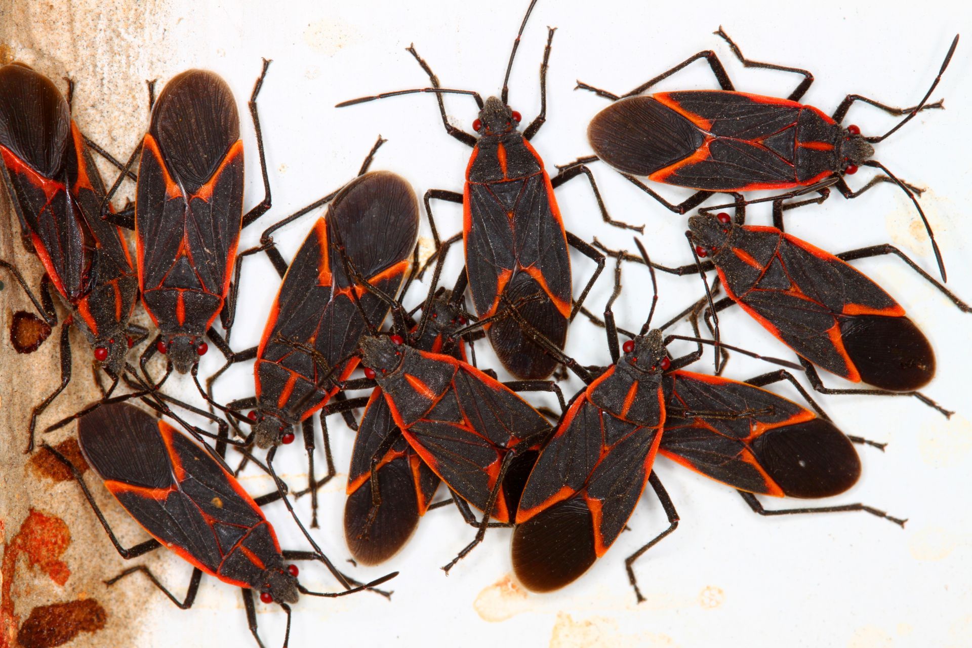 image of boxelder bugs