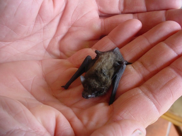 Hog Nosed Bat