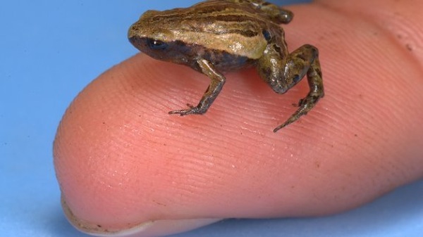 Topteaser Mini-Frosch-Papua-Neuguinea