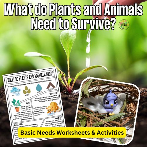 Plant and Animal Needs Worksheets