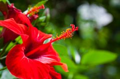 native-hawaiian-plants