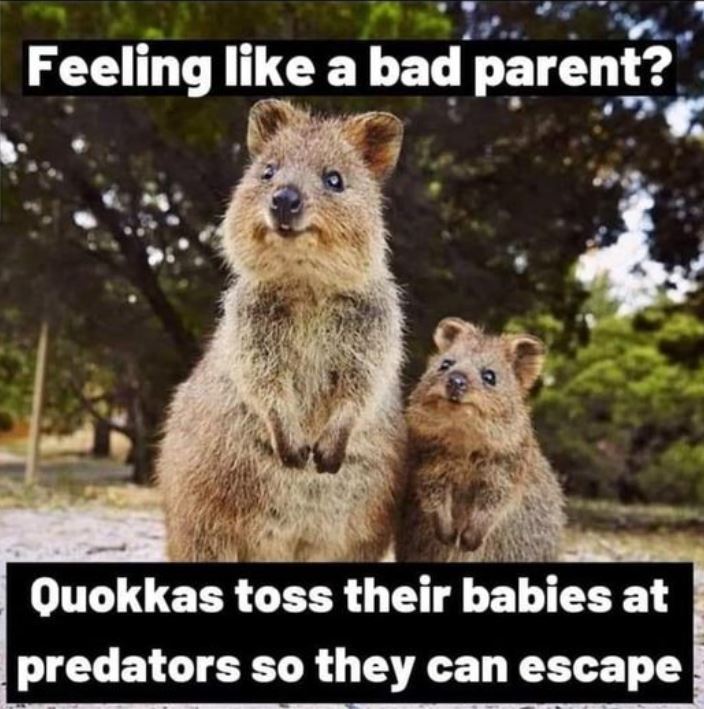 A quokka meme.