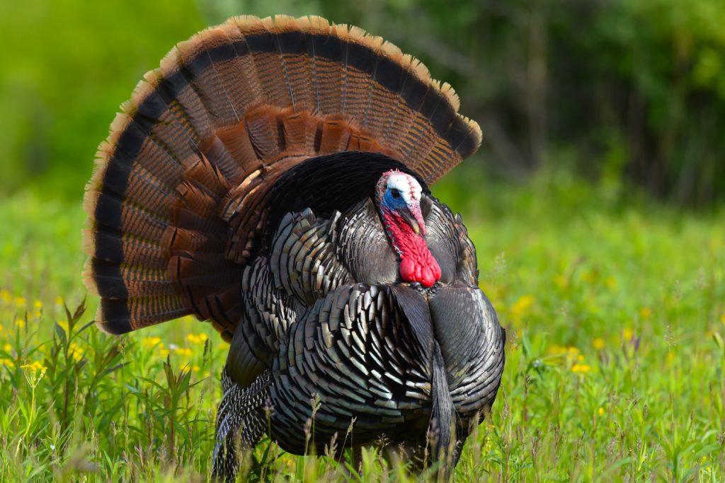 Know Your Wild Turkey Subspecies - The National Wild Turkey Federation