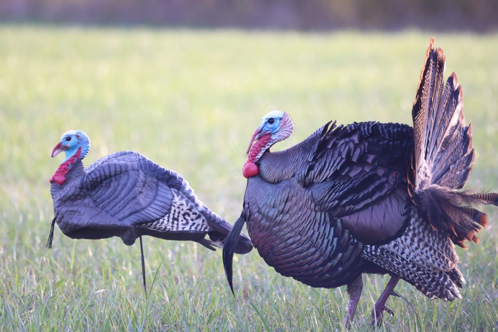 The All-Day Turkey Hunting Game Plan - The National Wild Turkey Federation