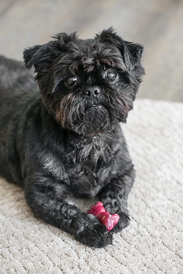 AWESOME Pet Friendly Carpet!! No moisture absorption with a spill and spoil shield for quick cleanup. Learn more at livelaughrowe.com