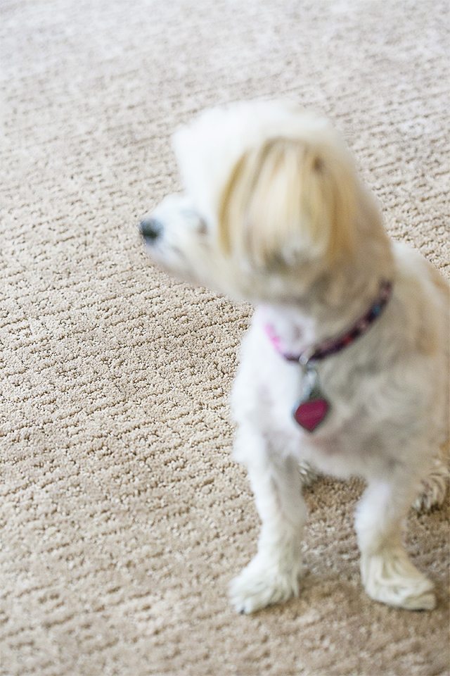 AWESOME Pet Friendly Carpet!! No moisture absorption with a spill and spoil shield for quick cleanup. Learn more at livelaughrowe.com