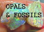 fossil opals