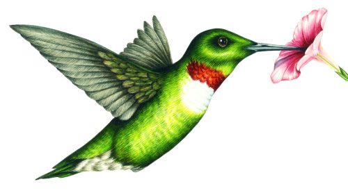 Ruby throated Hummingbird Archilochus colubris natural history illustration by Lizzie Harper