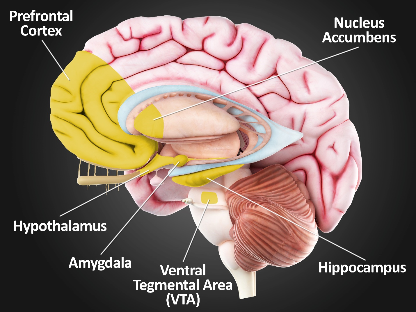 AUD Brain Proteomics Atlas