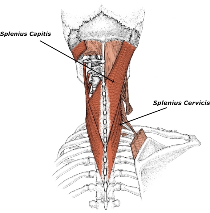 Splénius de la tête et du cou - Myriam Loboda