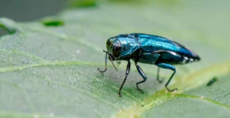 An Emerald Ash Borer on a leaf.